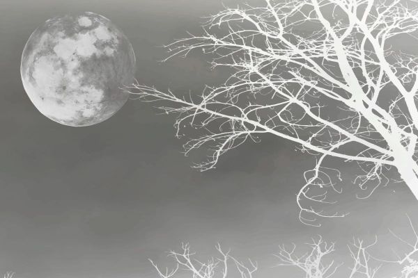 Ay ve Ağaç Manzarası Mat Görünümlü Vinil Duvar Kaplaması - Siyah Beyaz