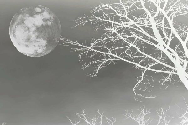 Ay ve Ağaç Manzarası Doğal İpek Duvar Kaplaması - Siyah Beyaz