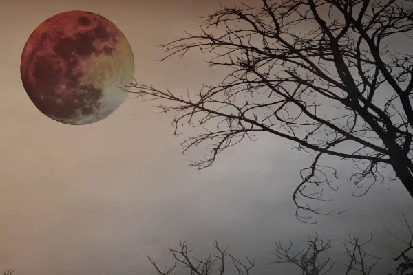 Ay ve Ağaç Manzarası Mat Görünümlü Vinil Duvar Kaplaması - Renkli